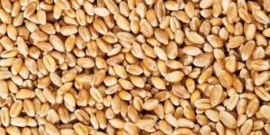 Premium Wheat
