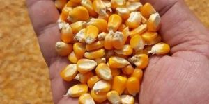 Maize Seeds