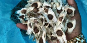 Moringa Seeds