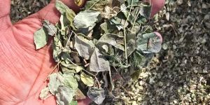 Wild Moringa Leaves
