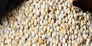 Hybrid Pearl Millet Seeds