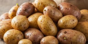 Fresh Brown Potato