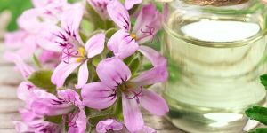 Geranium Oil