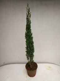 Pencil Pine Plant
