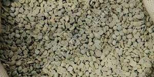PB Arabica Washed Plantation Coffee Beans