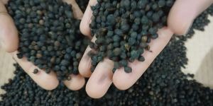 Kerala Black Pepper