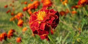 Dried Marigold Petals