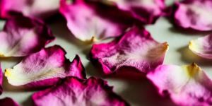 Dry Rose Petals