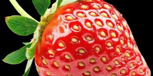 a Grade Fresh Strawberry