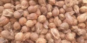 A Grade Whole Husked Coconut