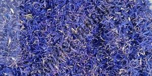 Dried Blue Cornflower Petal