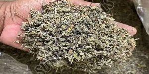 Dried Rama Tulsi Leaves