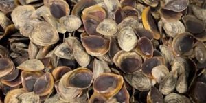 Brown Onycha Operculum Seashell