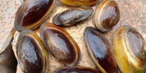 Oval Natural River Shell