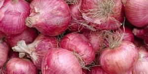 Garwa Pink Onion