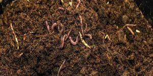 Vermicompost Fertilizer
