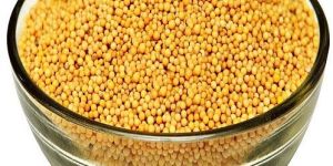 Yellow Mustard Seeds