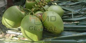 Whole A Grade Fresh Tender Coconut