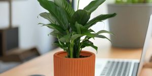 Rippled Earthen Vases