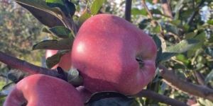 a Grade Kashmiri Apple
