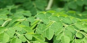 Fresh Moringa Leaves