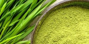 Wheat Grass Powder