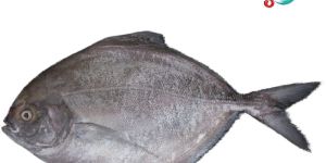 Fresh Black Pomfret Fish