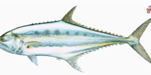 Fresh Leather Skin Fish