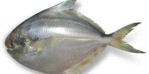 Fresh Silver Pomfret Fish