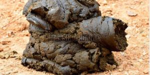 Wet Cow Dung