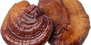 Dried Reishi Mushroom