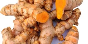 Fresh Turmeric Root