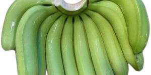 a Grade G9 Cavendish Banana
