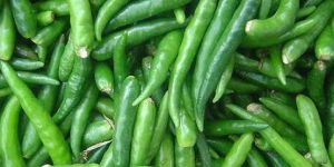 a Grade Fresh Green Chilli