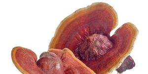 Reishi Mushrooms