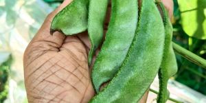 A Grade Hyacinth Beans