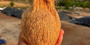 Semi Husked Coconut