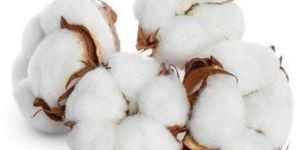 Indian Raw Cotton