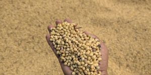 Soybean Seeds