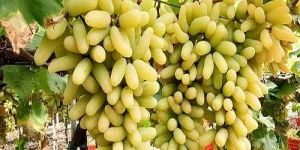 Fresh Green Grapes
