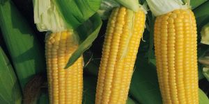 Sweet Corns