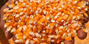 Yellow Maize (Corn)