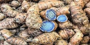 Organic Black Turmeric Finger