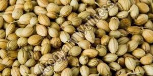 Organic Coriander Seeds
