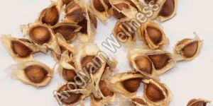 Organic Drumstick Seeds