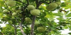 Custard Apple Plants