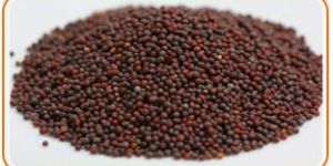 Mustard Seeds