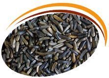 Niger Seeds