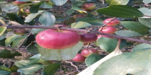 Full Sun Exposure Bharat Sundari Ber Plant