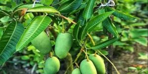 Full Sun Exposure Green Katimon Mango Plant